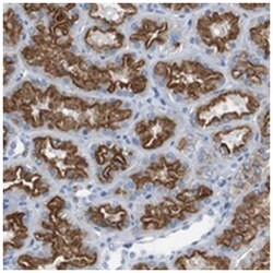 LRP2 Rabbit anti-Human, Polyclonal Antibody, Abnova 100&mu;L; Unlabeled:Antibodies,