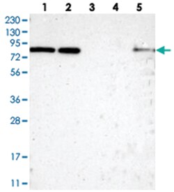 HCFC2, Rabbit, Polyclonal Antibody, Abnova 100&mu;L; Unlabeled:Antibodies,