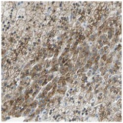 HCFC2, Rabbit, Polyclonal Antibody, Abnova 100&mu;L; Unlabeled:Antibodies,