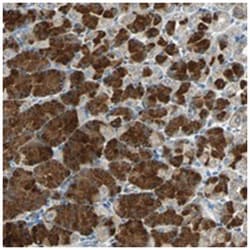 SLC2A13, Rabbit, Polyclonal Antibody, Abnova 100&mu;L; Unlabeled:Antibodies,