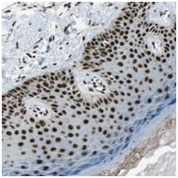 BCLAF1 Rabbit anti-Human, Polyclonal Antibody, Abnova 100&mu;L; Unlabeled:Antibodies,