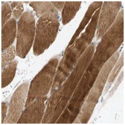 C4orf18, Rabbit, Polyclonal Antibody, Abnova 100&mu;L; Unlabeled:Antibodies,