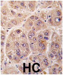 PIM3, Rabbit, Polyclonal Antibody, Abnova 400 &mu;L | Buy Online | Abnova Corporation | Fisher Scientific