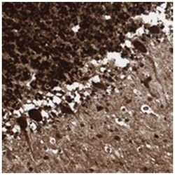 CALB2 Rabbit anti-Human, Polyclonal Antibody, Abnova 100&mu;L; Unlabeled:Antibodies,