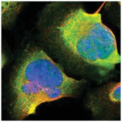 CALB2 Rabbit anti-Human, Polyclonal Antibody, Abnova 100&mu;L; Unlabeled:Antibodies,