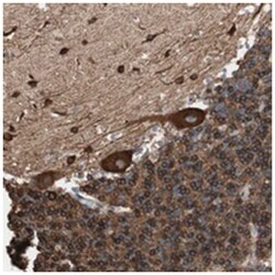 GPSM2 Rabbit anti-Human, Polyclonal Antibody, Abnova 100 &mu;L | Buy Online | Abnova Corporation | Fisher Scientific