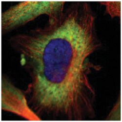 GPSM2 Rabbit anti-Human, Polyclonal Antibody, Abnova 100 &mu;L | Buy Online | Abnova Corporation | Fisher Scientific