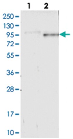 GPSM2 Rabbit anti-Human, Polyclonal Antibody, Abnova 100 &mu;L | Buy Online | Abnova Corporation | Fisher Scientific