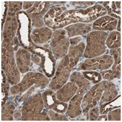 DRG2, Rabbit, Polyclonal Antibody, Abnova 100&mu;L; Unlabeled:Antibodies,