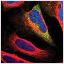 DRG2, Rabbit, Polyclonal Antibody, Abnova 100&mu;L; Unlabeled:Antibodies,