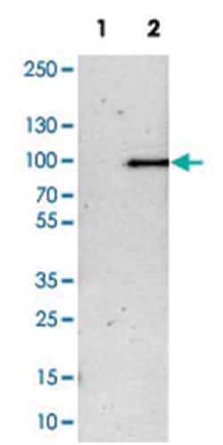 LEPREL1 Rabbit anti-Human, Rat, Polyclonal Antibody, Abnova 100 &mu;L | Buy Online | Abnova Corporation | Fisher Scientific