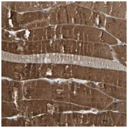 LEPREL1 Rabbit anti-Human, Rat, Polyclonal Antibody, Abnova 100 &mu;L | Buy Online | Abnova Corporation | Fisher Scientific