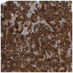 XYLT1 Rabbit anti-Human, Polyclonal Antibody, Abnova 100&mu;L; Unlabeled:Antibodies,