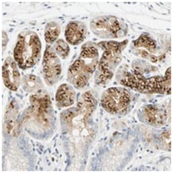 A4GNT Rabbit anti-Human, Polyclonal Antibody, Abnova 100 &mu;L | Buy Online | Abnova Corporation | Fisher Scientific
