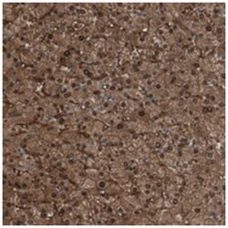 FAM176A, Rabbit, Polyclonal Antibody, Abnova 100&mu;L; Unlabeled:Antibodies,