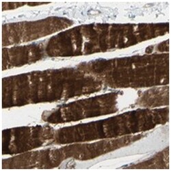 CACNA2D1 Rabbit anti-Human, Polyclonal Antibody, Abnova 100&mu;L; Unlabeled:Antibodies,