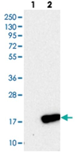 C9orf46, Rabbit, Polyclonal Antibody, Abnova 100&mu;L; Unlabeled:Antibodies,