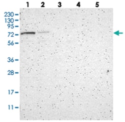 GPSM2 Rabbit anti-Human, Polyclonal Antibody, Abnova 100&mu;L; Unlabeled:Antibodies,