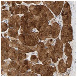 GPSM2 Rabbit anti-Human, Polyclonal Antibody, Abnova 100&mu;L; Unlabeled:Antibodies,