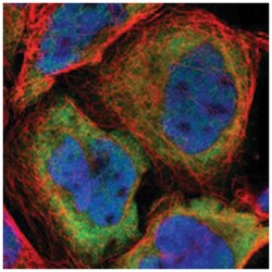 GPSM2 Rabbit anti-Human, Polyclonal Antibody, Abnova 100&mu;L; Unlabeled:Antibodies,