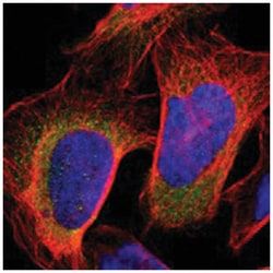 KLHDC8B Rabbit anti-Human, Polyclonal Antibody, Abnova 100 &mu;L | Buy Online | Abnova Corporation | Fisher Scientific