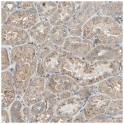 ZP4, Rabbit, Polyclonal Antibody, Abnova 100 &mu;L | Buy Online | Abnova Corporation | Fisher Scientific