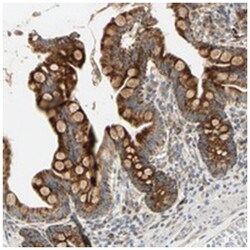 MRPL9 Rabbit anti-Human, Polyclonal Antibody, Abnova 100&mu;L; Unlabeled:Antibodies,