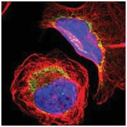 MRPL9 Rabbit anti-Human, Polyclonal Antibody, Abnova 100&mu;L; Unlabeled:Antibodies,