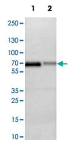 FUS Rabbit anti-Human, Mouse, Rat, Polyclonal Antibody, Abnova 100 &mu;L | Buy Online | Abnova Corporation | Fisher Scientific