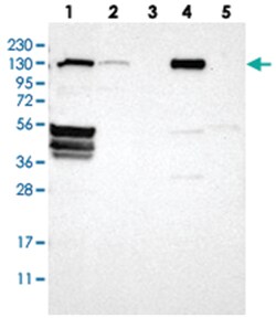 FLII Rabbit anti-Human, Mouse, Polyclonal Antibody, Abnova 100 &mu;L | Buy Online | Abnova Corporation | Fisher Scientific
