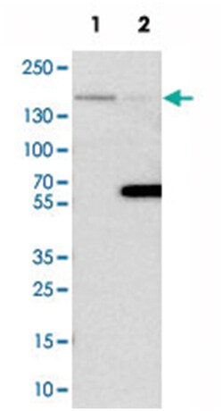 FLII Rabbit anti-Human, Mouse, Polyclonal Antibody, Abnova 100 &mu;L | Buy Online | Abnova Corporation | Fisher Scientific