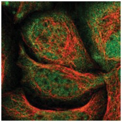 FLII Rabbit anti-Human, Mouse, Polyclonal Antibody, Abnova 100 &mu;L | Buy Online | Abnova Corporation | Fisher Scientific