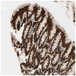 RRBP1 Rabbit anti-Human, Polyclonal Antibody, Abnova 100&mu;L; Unlabeled:Antibodies,