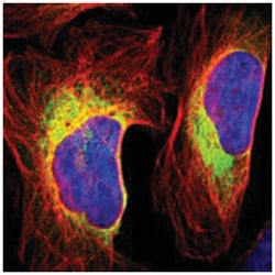 RRBP1 Rabbit anti-Human, Polyclonal Antibody, Abnova 100&mu;L; Unlabeled:Antibodies,