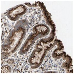 GALNT5 Rabbit anti-Human, Polyclonal Antibody, Abnova 100&mu;L; Unlabeled:Antibodies,