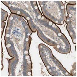 PRRG4 Rabbit anti-Human, Polyclonal Antibody, Abnova 100 &mu;L | Buy Online | Abnova Corporation | Fisher Scientific