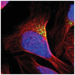 PRRG4 Rabbit anti-Human, Polyclonal Antibody, Abnova 100 &mu;L | Buy Online | Abnova Corporation | Fisher Scientific