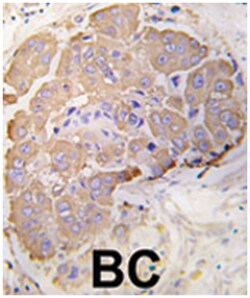 HSPB1 Rabbit anti-Human, Polyclonal Antibody, Abnova 400&mu;L; Unlabeled:Antibodies,