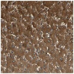 C1orf159, Rabbit, Polyclonal Antibody, Abnova 100&mu;L; Unlabeled:Antibodies,