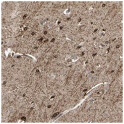 SHROOM4, Rabbit, Polyclonal Antibody, Abnova 100 &mu;L | Buy Online | Abnova Corporation | Fisher Scientific
