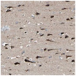 FAM171B Rabbit anti-Human, Polyclonal Antibody, Abnova 100&mu;L; Unlabeled:Antibodies,