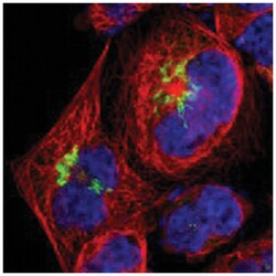 B4GALT1 Rabbit anti-Human, Polyclonal Antibody, Abnova 100 &mu;L | Buy Online | Abnova Corporation | Fisher Scientific
