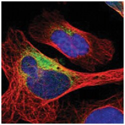 DNAJB11 Rabbit anti-Human, Mouse, Rat, Polyclonal Antibody, Abnova 100&mu;L;