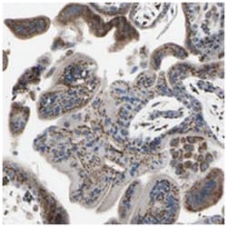 GLG1, Rabbit, Polyclonal Antibody, Abnova 100&mu;L; Unlabeled:Antibodies,