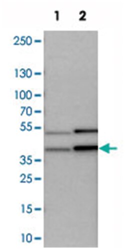 CCDC51 Rabbit anti-Human, Mouse, Rat, Polyclonal Antibody, Abnova 100 &mu;L | Buy Online | Abnova | Fisher Scientific