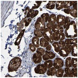 CCDC51 Rabbit anti-Human, Mouse, Rat, Polyclonal Antibody, Abnova 100 &mu;L | Buy Online | Abnova | Fisher Scientific