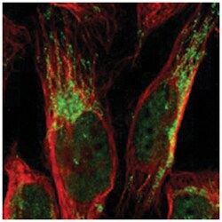 CCDC51 Rabbit anti-Human, Mouse, Rat, Polyclonal Antibody, Abnova 100 &mu;L | Buy Online | Abnova | Fisher Scientific