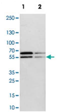 SYT12, Rabbit, Polyclonal Antibody, Abnova 100 &mu;L | Buy Online | Abnova Corporation | Fisher Scientific