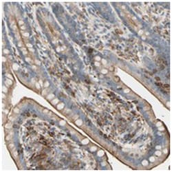 SEMA4C, Rabbit, Polyclonal Antibody, Abnova 100&mu;L; Unlabeled:Antibodies,