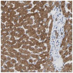 ERLIN1, Rabbit, Polyclonal Antibody, Abnova 100&mu;L; Unlabeled:Antibodies,